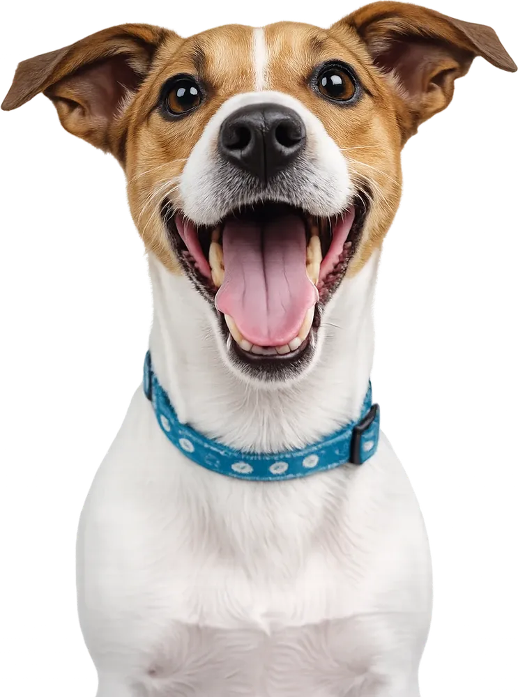 Cachorro branco e caramelo sorrindo