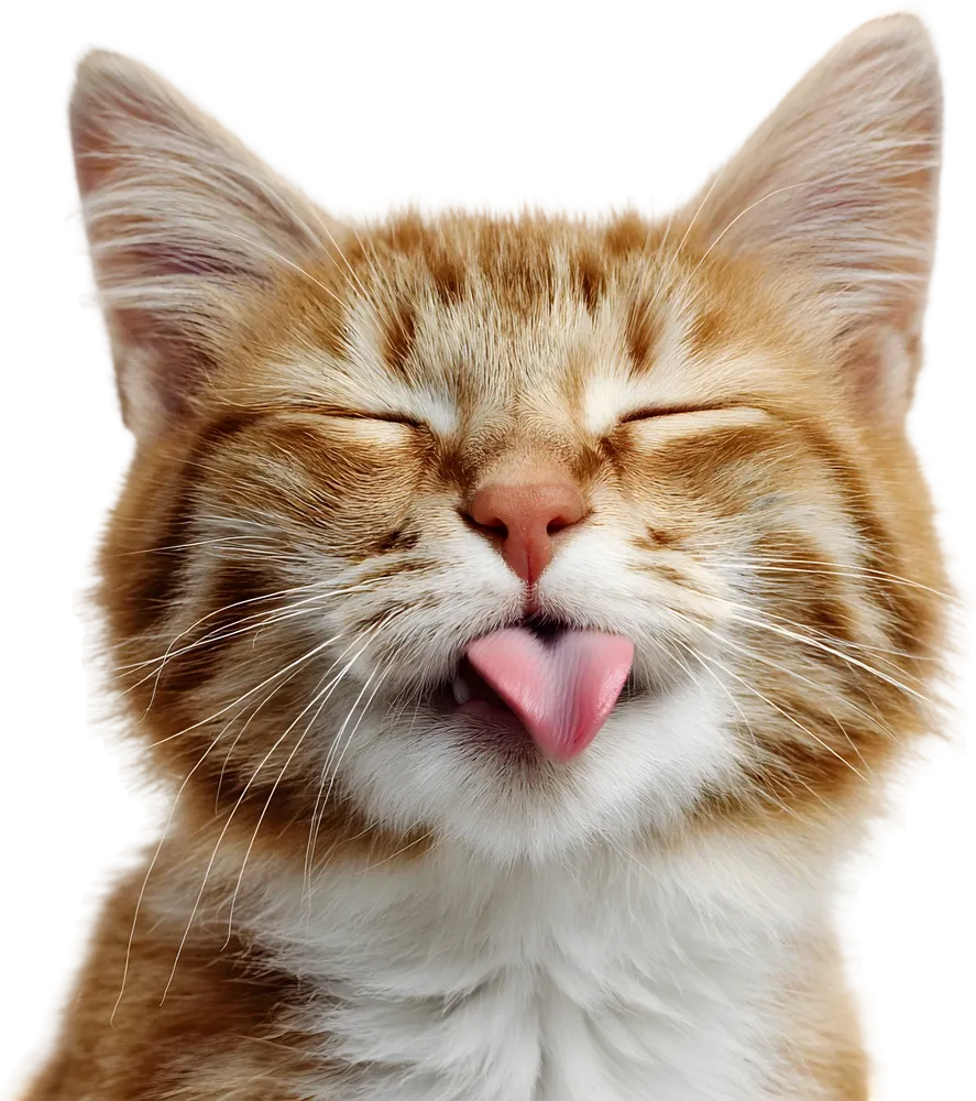 Gatinho ruivo de olhos fechados, com a língua de fora